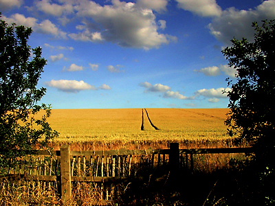 WHEAT FIELD